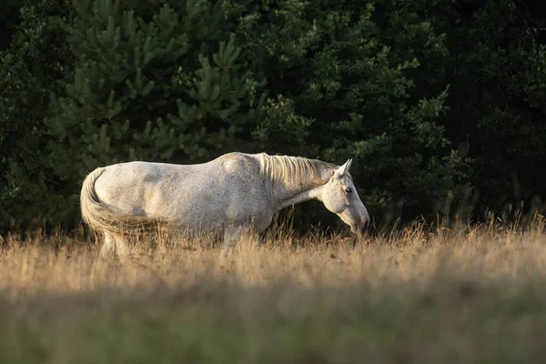 White Horse Next Forest — Stock Photo, Image