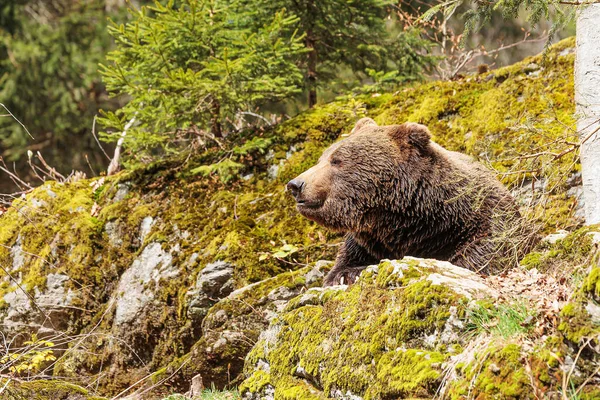 Brown Bear Ursus Arctos Only Head Visible Rock — Stock Photo, Image