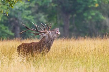Kızıl geyik (Cervus elaphus) güzel bir orman ortamında tekdüze bir şekilde haykırıyor.