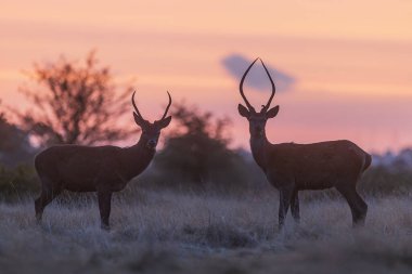 Kızıl geyik (Cervus elaphus) gün doğumunda iki yaşında erkek.