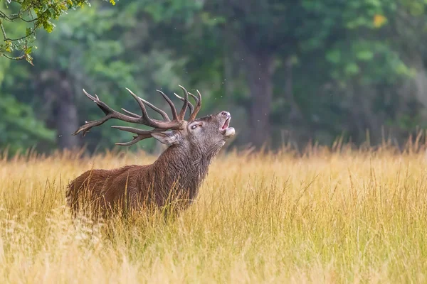 Red Deer Cervus Elaphus Bellowing Rut Beautiful Forest Environment — Stock Photo, Image