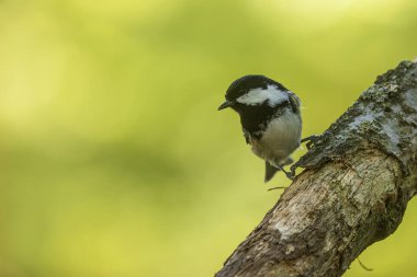 nice bird The coal tit or cole tit, (Periparus ater)