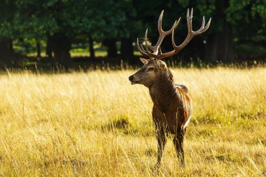 Kızıl geyik (Cervus elaphus) güzel bir orman ortamında tekdüze bir şekilde haykırıyor.