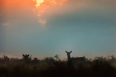 Kızıl geyik (Cervus elaphus) güzel bir orman ortamında tekdüze bir şekilde haykırıyor.