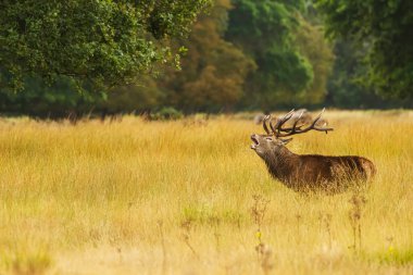 Kızıl geyik (Cervus elaphus) güzel bir orman ortamında tekdüze bir şekilde haykırıyor.