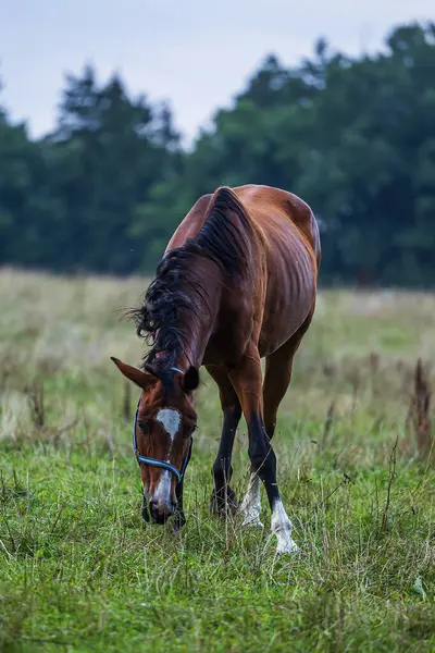 Dark Brown Horsesbrown Horse Grazing Meadow — Stock Photo, Image
