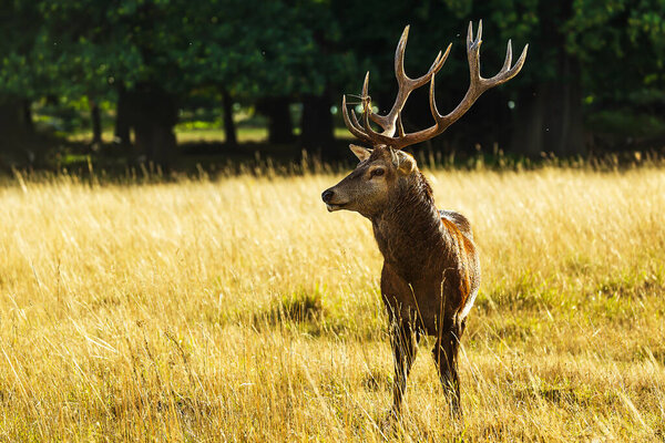 The red deer (Cervus elaphus) is bellowing during the rut in a beautiful forest environment