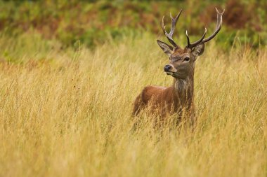 Kızıl geyik (Cervus elaphus) gün doğumunda, Richmond parkında kükreyen bir geyik.,