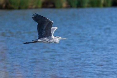 Güzel gri balıkçıl (Ardea cinerea) suyun üzerinde uçuyor.