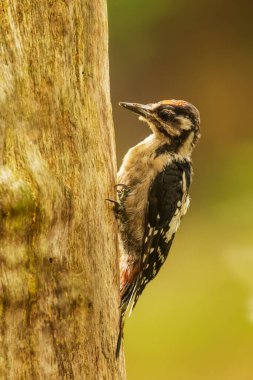 Güzel benekli ağaçkakan Dendrocopos Major
