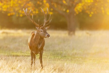 Kızıl geyik (Cervus elaphus) gün doğumunda, Richmond parkında kükreyen bir geyik.,