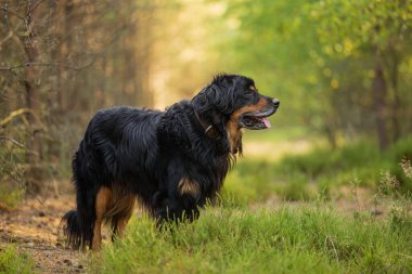erkek siyah ve altın rengi Hovie