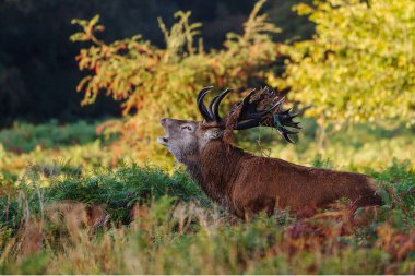 Kızıl geyik (Cervus elaphus) gün doğumunda, Richmond parkında kükreyen bir geyik.,