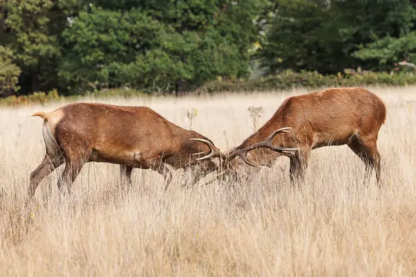 Red Deer Cervus Elaphus Deer Rut Roars Sunrise Richmond Park — Stock Photo, Image