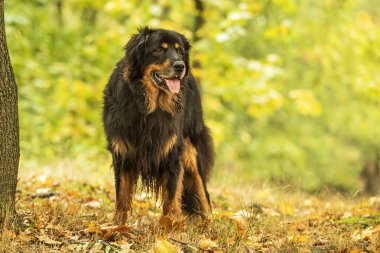 Erkek, siyah ve altın rengi Hovie sonbahar parkında
