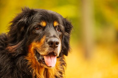 erkek siyah ve altın renkli Hovie portresi sonbahar renklerine sahip