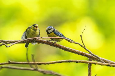 young Eurasian blue tit (Cyanistes caeruleus) feeding by parent