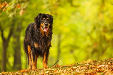Erkek, siyah ve altın rengi Hovie Orman yolunda duruyor