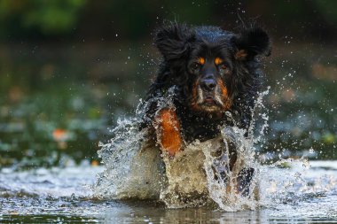 Erkek siyah ve altın Hovie nehirde koşuyor ve zıplıyor.