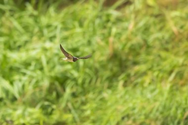 Ambar kırlangıcı (Hirundo rustica) nehrin yukarısında böcek avlar.