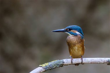 Avrasya kralbalıkçısı (Alcedo at this) nehirde oturuyor.