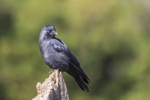 Şehir Parkında Kara Kuş Coloeus Monedula — Stok fotoğraf