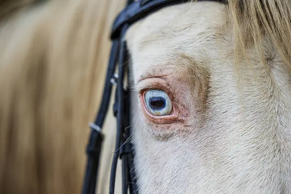 Male White Horse Detail Blue Eye — Stock Photo, Image
