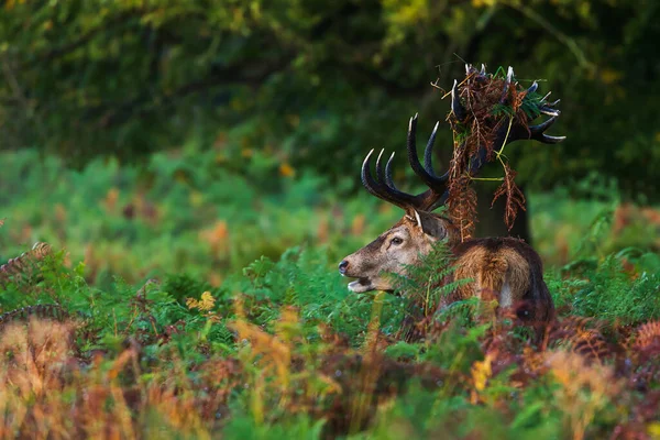Red Deer Cervus Elaphus Tall Ferns Grass His Antlers — Stock Photo, Image