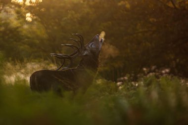 Kızıl geyik (Cervus elaphus), sabahın erken saatlerinde gürleyen Richmond parkında kükreyen bir geyik.