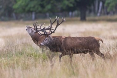 Kızıl geyik (Cervus elaphus) Rut kükreyen geyik, Richmond Parkı 'nda rakibini düelloya davet eder.