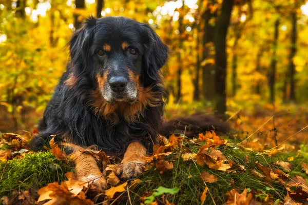 Männlich Schwarz Gold Hovie Liegt Einem Herbstfarbenen Wald — Stockfoto