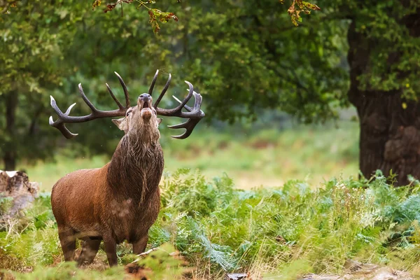 Red Deer Cervus Elaphus Deer Rut Roars Richmond Park — Stock Photo, Image