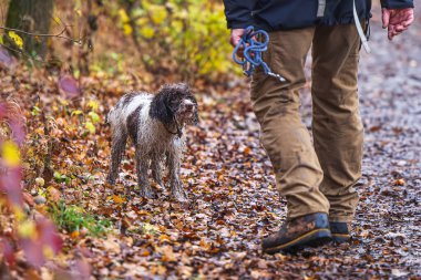 Lagotto Romagnolo, İtalyan bir köpek türüdür. Dişi köpek bir şey yaptı.