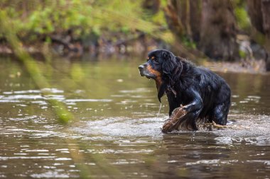 Erkek siyah ve altın Hovie suda avlanır