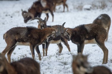 Erkek mouflon (Ovis aries musimon) ilkel evcil koyunların kış ormanlarında yaşayan vahşi bir alt türüdür.