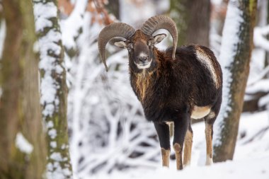 Erkek mouflon (Ovis aries musimon) ilkel evcil koyunların kış ormanlarında yaşayan vahşi bir alt türüdür.