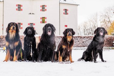 Hovawart, Hovie siyah ve altın renkli işaretli dört köpek gayet güzel oturuyorlar.