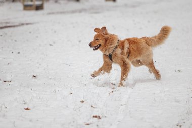 Hovawart, altın köpek karda gülüyor.