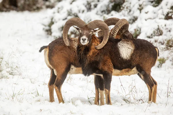 Male Mouflon Ovis Aries Musimon Feral Subspecies Primitive Domestic Sheep — Stock Photo, Image