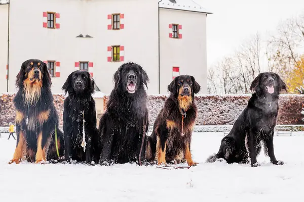 Hovawart Hovie Black Gold Marked Dog Four Pack Sitting Pretty — Stock fotografie
