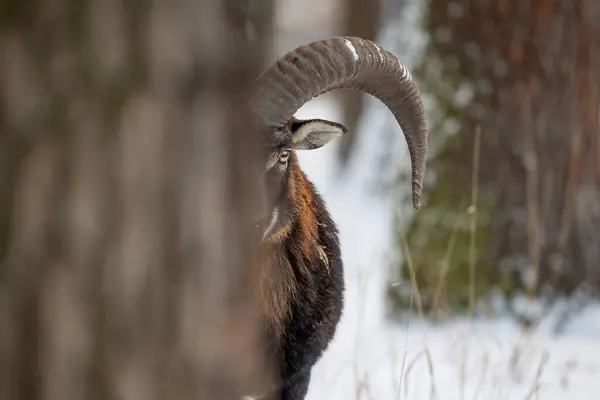 Urospuolinen Mouflon Ovis Aries Musimon Alkukantaisen Kotieläimenä Pidettävän Lampaan Luonnonvarainen — kuvapankkivalokuva