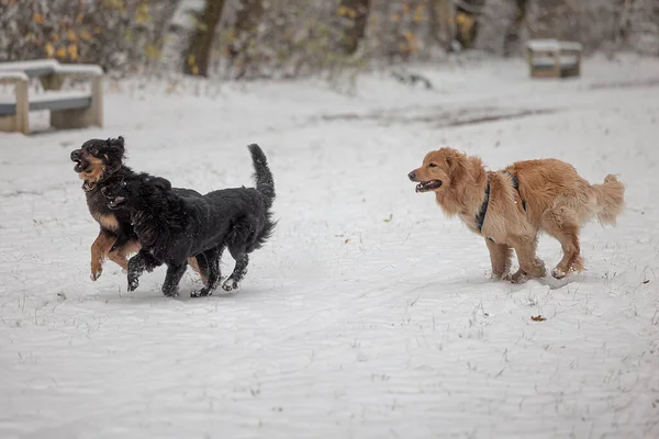 ホバート ホワイト ブラック ゴールドは公園の雪の中でフリックをマークしました — ストック写真