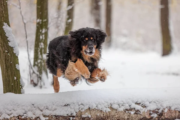 Hovawart Hovie Cão Preto Dourado Marcado Pulando Sobre Neve Floresta — Fotografia de Stock
