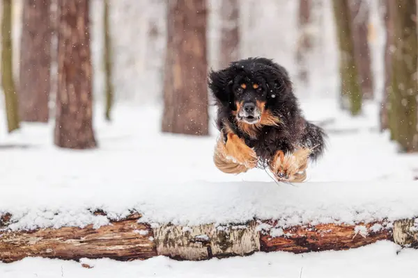 在雪地的圆木上跳来跳去的黑色和金色标志着的猎狗 — 图库照片