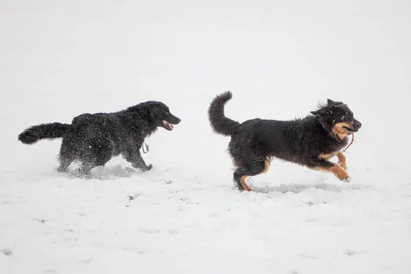 ホヴァート ブラックとゴールドは 2匹の犬を追いかけた — ストック写真