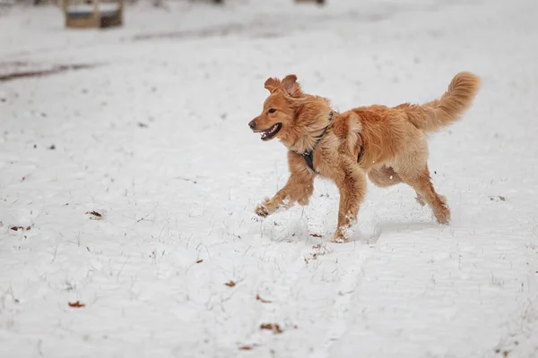 Hovawart Altın Köpek Karda Gülüyor — Stok fotoğraf