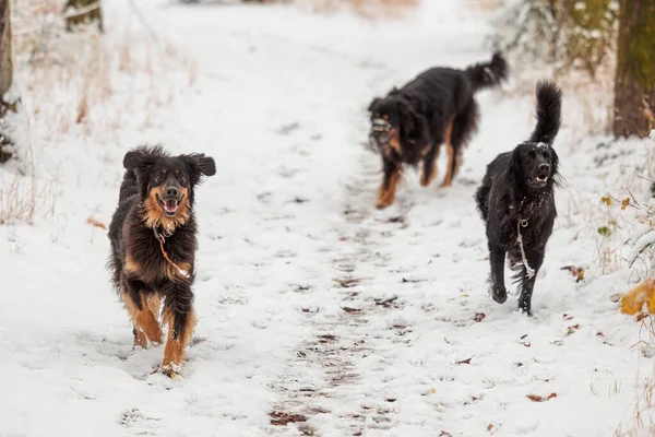 Hovawart Hovie Siyah Altın Işaretli Köpek — Stok fotoğraf