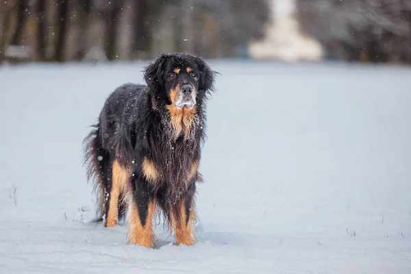 在公园里 冬日里 那只标有黑色和金色记号的小狗狗 — 图库照片