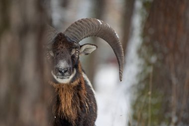 Erkek mouflon (Ovis aries musimon) saklambaç oynuyor