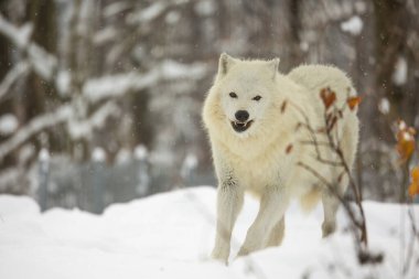 Kutup kurdu (Canis lupus arctos) neşeli görünüyor.